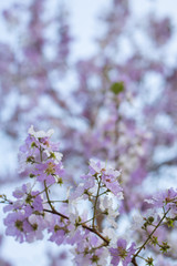 Purple flowers on a blurred background.