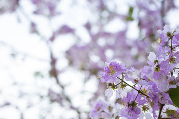 Purple flowers on a blurred background.