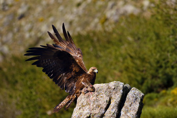 The golden eagle (Aquila chrysaetos) sitting on the rock with wings spread. Male golden eagle in the Spanish mountains.