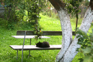Black cat sleeps on a wooden bench.