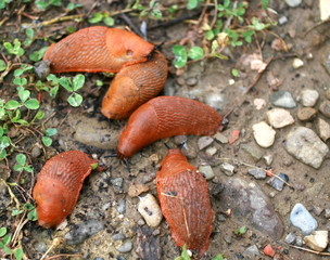 Large slugs of orange color. Red slugs.