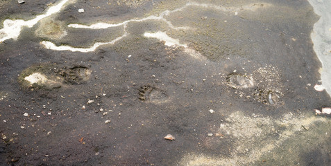 Foot print of a juvenile Kamchatka brown bear in Uzon Caldera (Kronotsky Nature Reserve, Russia) on volcanic mud. Highly protected environment where only wild bears have freedom to walk everywhere.