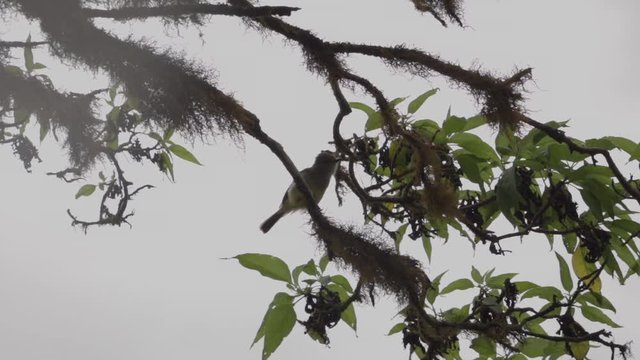 Yellow looking finch in the Galapagos Islands.