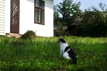 Countryside. The cat sits at the doorstep of a private house.