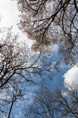 Fototapeta na wymiar Sky, branches and clouds