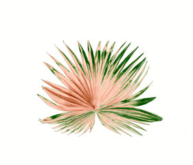 tropical nature green fan windmill palm leaf pattern on white