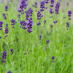 Lavender blooms in the garden. Aromatic and medicinal plants in the garden. Purple and blue lavender flowers. Natural background of lavender plants.