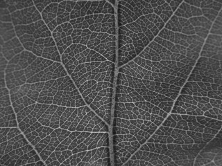 texture of leaf