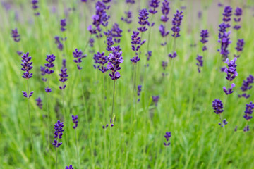 Lavender blooms in the garden. Aromatic and medicinal plants in the garden. Purple and blue lavender flowers. Natural background of lavender plants.