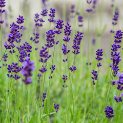 Naklejka premium Lavender blooms in the garden. Aromatic and medicinal plants in the garden. Purple and blue lavender flowers. Natural background of lavender plants.