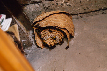 Nest of European hornets (Vespa crabro)