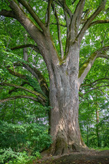 Beautiful big old tree with green leaves. Vertical view
