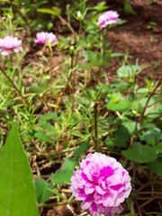Fototapeta premium flowers in garden