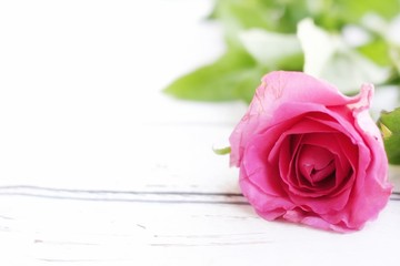 Naklejka premium Beautiful pink rose on the white wood, blur background, and copy space. Happy sweetest day.