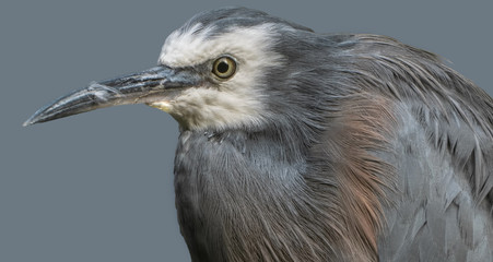 portrait of a heron