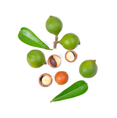 macadamia nut on white background