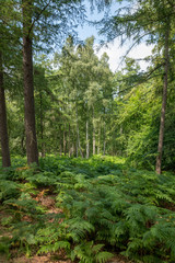 Fototapeta premium German Moor forest landscape with fern, grass and deciduous trees in summer