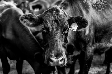 Cow Looking at Camera