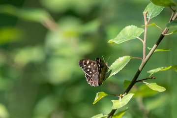 Little dark butterfly sits on a leave in front of green blurred background