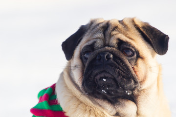 Obraz premium cute dog pug breed have a question and making funny face feeling so happiness and fun,Selective focus,Dog Friendly Concept in winter