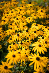 Black-eyed Susan flowers growing wild in Amsterdam