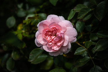 Rosa Wildrose