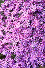 Image of bright spring flowers. Background.