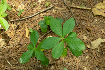 Close up shoot of Arctic starflower leaves.