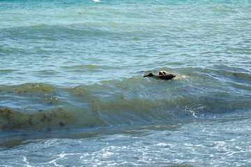 Dog playing with a stick by the sea. A dog brings a stick thrown into the sea.