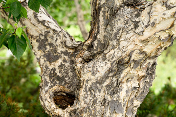 Obraz premium Peeling bark of Erman's birch (Latin: Betula ermanii) in Kamchatka peninsula. Curvy trunks of trees in volcanic landscape. Green foliage in short summer season in Russian far east.