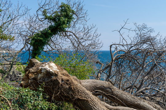 Image of a fallen tree on the seashore.