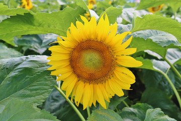 ひまわり　夏　元気　杤木