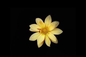 yellow flower on black background