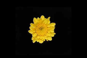 yellow flower on black background