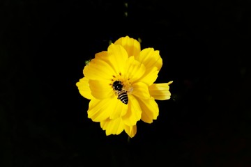yellow flower on black background