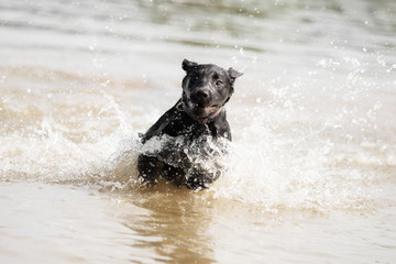 A black Labrador Retriever is playing in the water