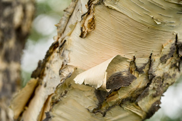 Peeling bark of Erman's birch (Latin: Betula ermanii) in Kamchatka peninsula.  Curvy trunks of trees in volcanic landscape. Green foliage in short summer season in Russian far east.