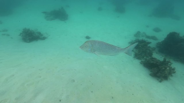 Large spangled emperor fish on the Ningaloo Reef, Australia