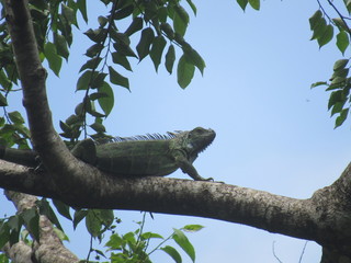 Cahuita, Costa Rica 2
