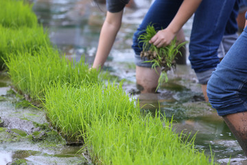 friendship,young farmer planting on the Rice Berry organic paddy rice farmland,Together concept.