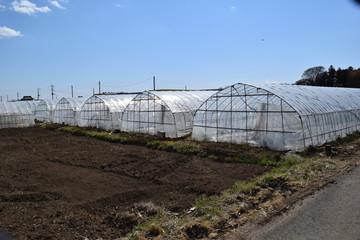 ビニールハウス栽培