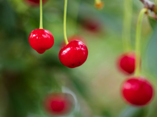 Ripe red cherry on the branches of a tree in nature