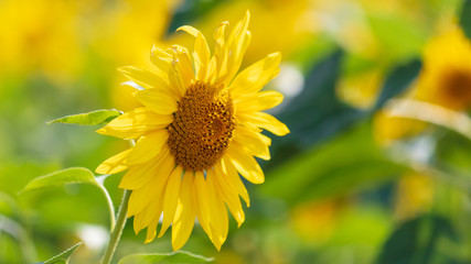 Sunflowers grow in the field