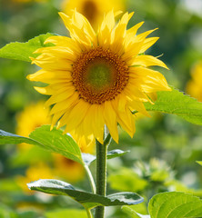 Fototapeta premium Sunflowers grow in the field