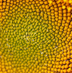 Sunflowers grow in the field