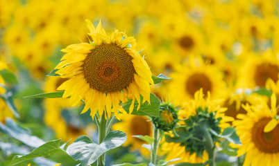 Sunflowers grow in the field