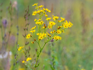 Yellow flowers on the nature in the steppe