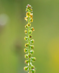 Yellow flowers on the nature in the steppe