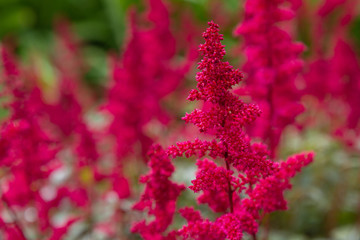 Astilbe japonica red sentinel in garden. Red flowers of Astilbe japonica
