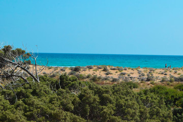 Summer exotic beautiful Cyprus Garden